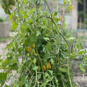 Tomato plant growing in the garden