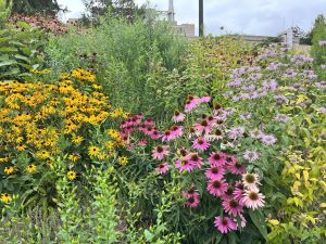 Pollinator garden in bloom