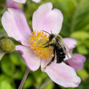 Bee sitting on a pink flower
