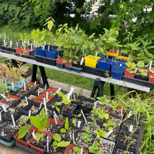 Nursey pots + plants