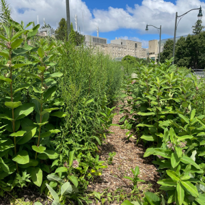 Pollinator garden pathway