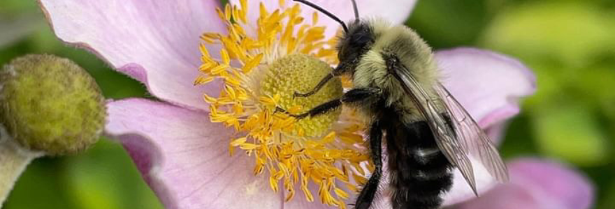 Bee sitting on a pink and yellow flower