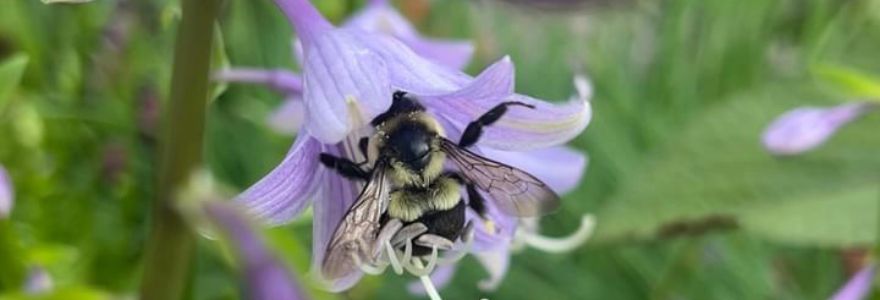 Bee sitting on a purple flower