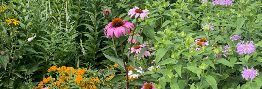 Pollinator Garden