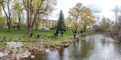 View of volunteers planting trees and shrubs along the Medway Creek bank at live stake planting event.