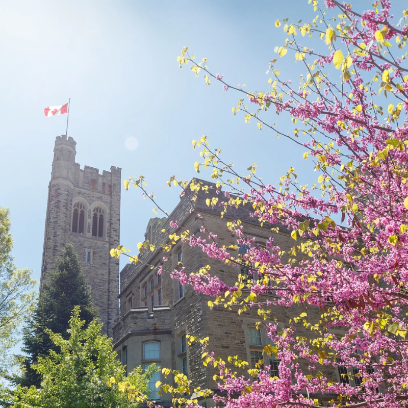 University College tower and Eastern Redbud tree