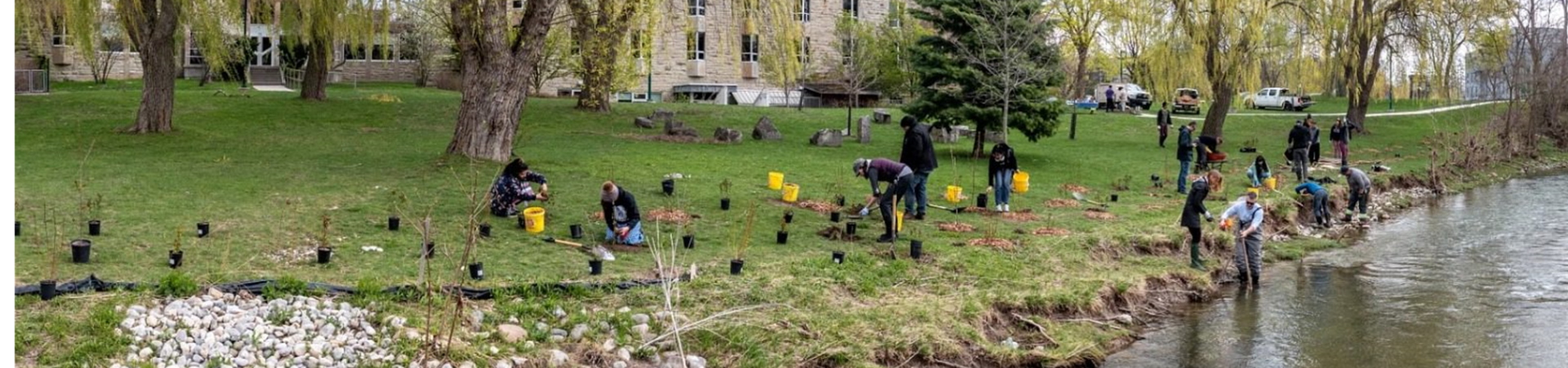 People planting along the Medway Creek behind Westminster Hall