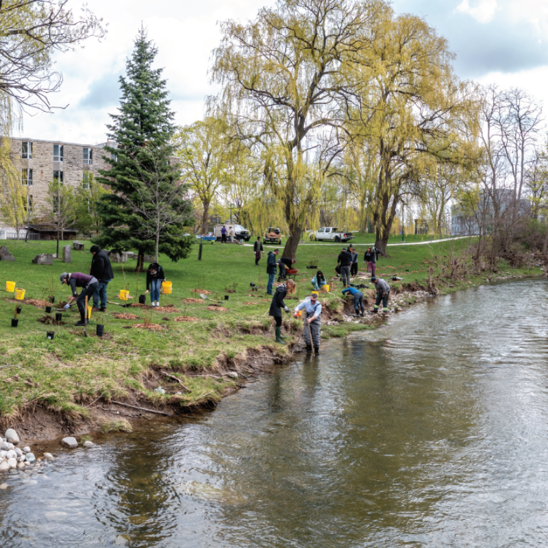 People planting along the Medway Creek behind Westminster Hall