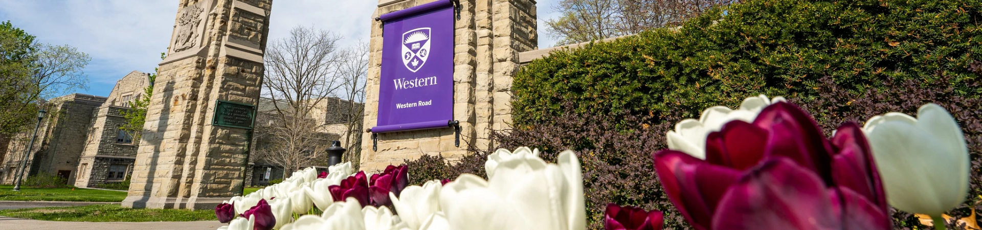 Western Gates and tulips