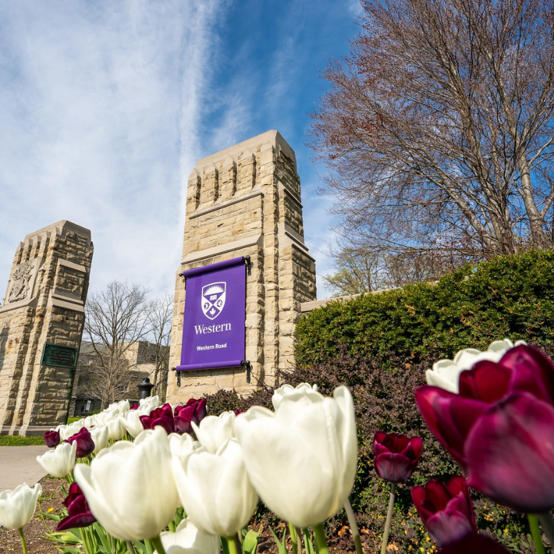 Western Gates and tulips