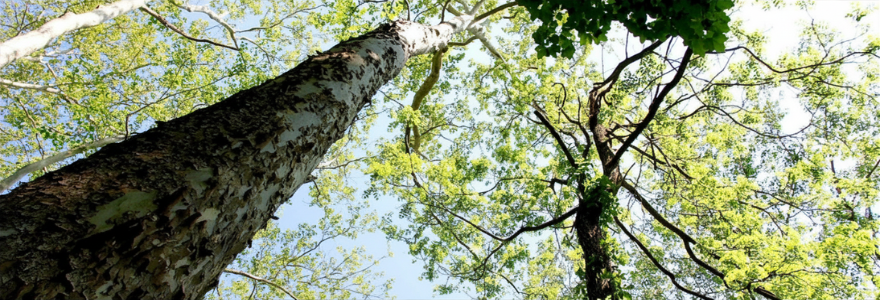 Trees
