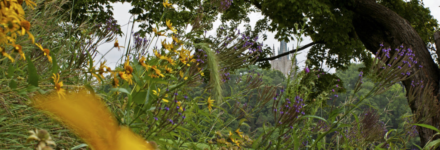 Middlesex College