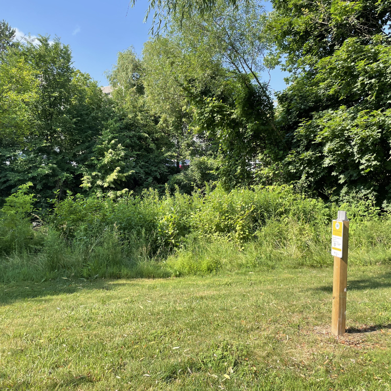 Live stake planting site