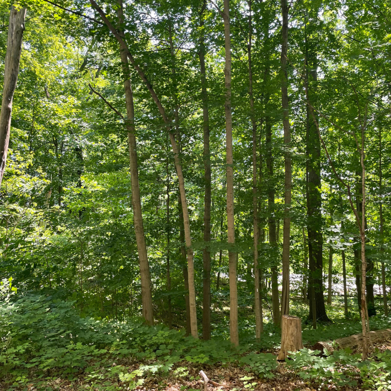Old Growth Forest
