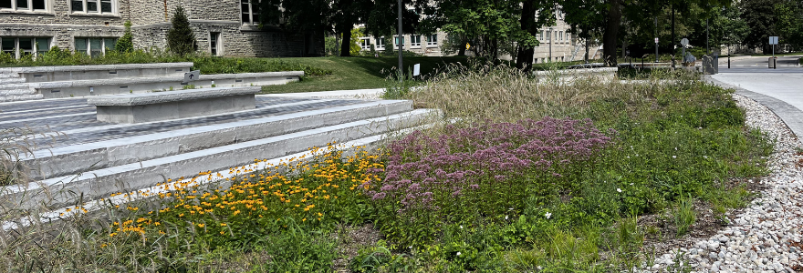 PAB rain garden
