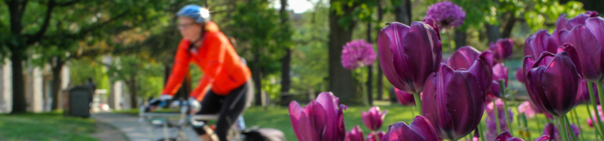 Cyclist and tulips
