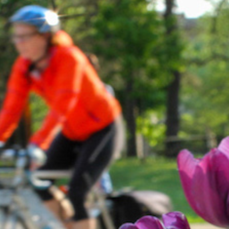 Cyclist and tulips