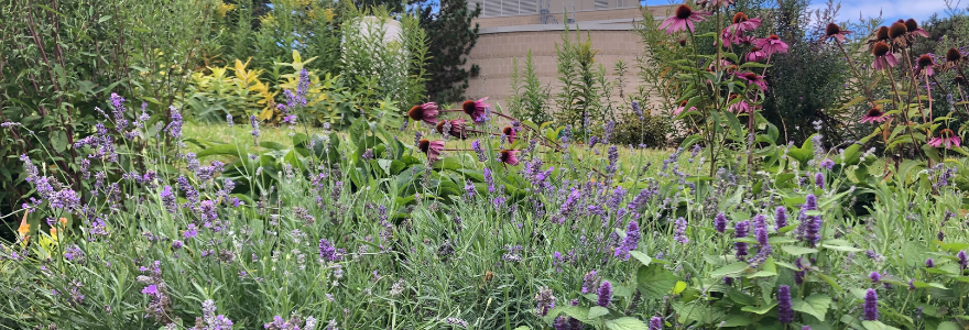 FOGs Pollinator Garden