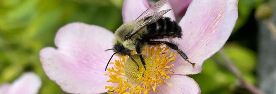 Bee on a pink flower