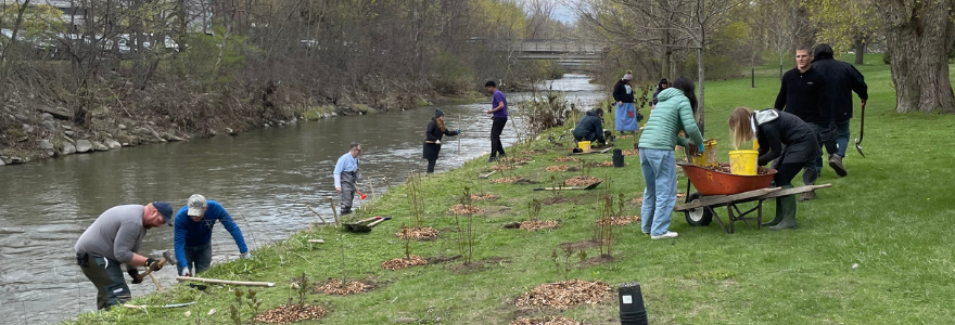 People planting shrubs outside along Medway Creek